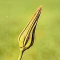 Bloemknop van een Tragopogon pratensis, (Gele morgenster).