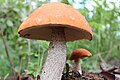 Two orange mushrooms in Fort McMurray, Alberta