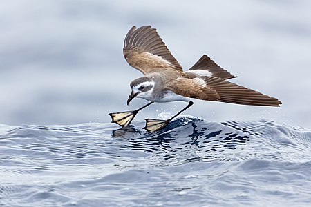 White-faced storm petrel, by JJ Harrison