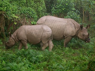 One horned rhino at Chitawan National Park by User:Sarojpandey.