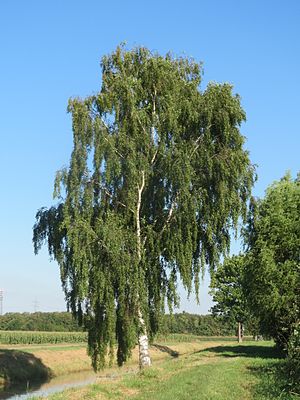 penda betulo (Betula pendula)