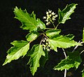 Foliage in summer