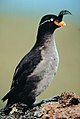 Crested auklet