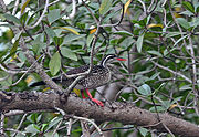 非洲鳍趾鷉（Podica senegalensis），分布于非洲