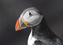 Head of a puffin showing its colourful beak