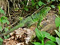 Los juveniles son típicamente color verde y se vuelven de color gris y negro con el tiempo, Parque Nacional de Santa Rosa, Costa Rica (7 de octubre de 2006).