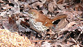 Brown Thrasher