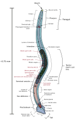 Thumbnail for File:C elegans male.svg