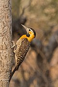 Campo flicker (Colaptes campestris) female