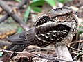 Chotacabras de cola llarga (Caprimulgus macrurus)