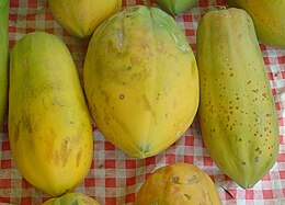 Carica papaya dsc07806.jpg