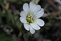 Cerastium arvense