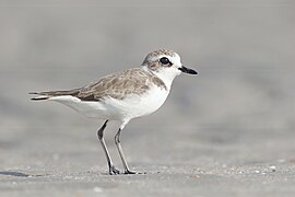 Charadrius mongolus - Laem Pak Bia