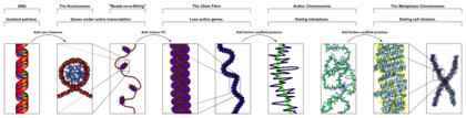 Compaction de l'ADN dans la chromatine