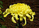 Chrysanthemum