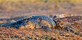 45 Cocodrilo del Nilo (Crocodylus niloticus), parque nacional de Chobe, Botsuana, 2018-07-28, DD 86 uploaded by Poco a poco, nominated by Poco a poco