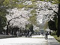 Blomstrende kirsebærtre i fredsparken i Hiroshima. (Foto: Arakawa Yasuhiro)