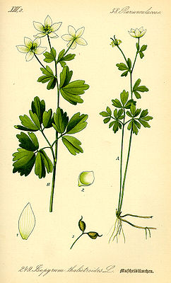 Isopyrum thalictroides, tiaknang