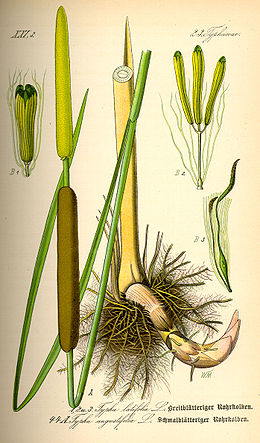 Plačialapis švendras (Typha latifolia)