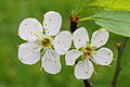 18 Krentenboompje (Amelanchier). Bloemen 06 uploaded by Famberhorst, nominated by Famberhorst