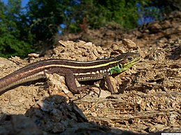 Lacerta trilineata