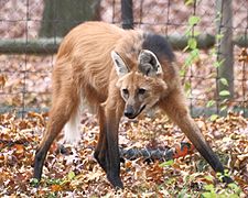 Maned Wolf, endemic animal of southeastern and central-western regions.