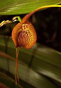 Masdevallia princeps