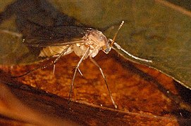 Mycetophila fungorum, un «mosquito» de la familia Mycetophilidae