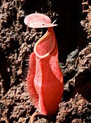 Nepenthes vieillardii op Nieuw-Caledonië