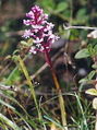 Orchis brancifortii