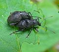 Couple de Otiorhynchus pyrenaeus