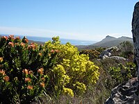 Kapspringhöna förekommer bara i två mycket speciella habitat som endast förekommer i Kapprovinsen. Det ena är en buskmark i bergen som kallas fynbos och det andra är en strandbuskmark som kallas strandveld.