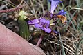 Penstemon procerus