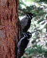 Picoides dorsalis (Three-Toed Woodpecker)?