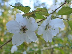 De fujikers (Prunus incisa) vernoemd naar zijn leefgebied, rondom Fuji en Hakone.