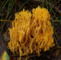 Ramaria flavobrunnescens