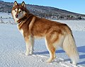 Siberian husky: 320 psi (22,9 kg/cm2)