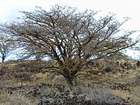 Erythrina sandwicensis