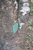 A strangler fig sapling starts to grow on a tree, roots can be seen