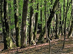 A deciduous beech forest in Slovenia