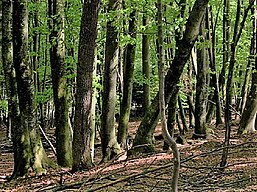 Beech forest in Slovenia