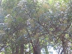 Description de l'image Acacia elata Cunn. ex Benth. (AM AK319693).jpg.