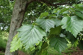 Alnus hirsuta