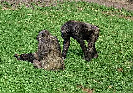 Pan troglodytes (Chimpanzé commun).