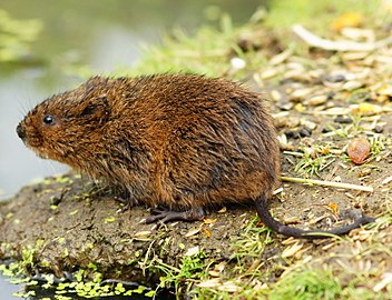 Campagnol terrestre (Arvicola amphibius)