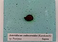 en:Astieridiscus cadoceroides (Karakasch) en:Barremian, Razgrad (Coll. V. Tzankov) at the en:Sofia University "St. Kliment Ohridski" Museum of Paleontology and Historical Geology
