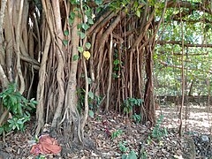 Banyan tree 2024.jpg