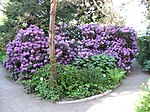 Rhododendrons.