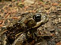 Bufo boreas