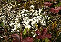 Cladonia convoluta, Bauland, Germany